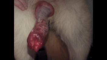 Flawless dick showcased in a bestiality adult film