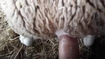 Bushy-dicked babe screwing a sheep's vagina doggy style