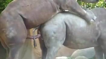 Two horny rhinoceros fucking each other hard