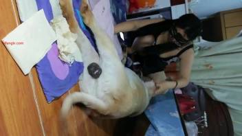 Plump mature woman mounting a canine's penis following oral sex