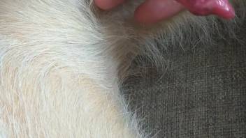Aroused chick masturbates canine dick in intimate webcam scene