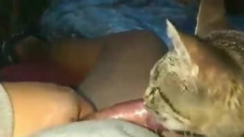 Sexy kitty licking all over that disgusting cock