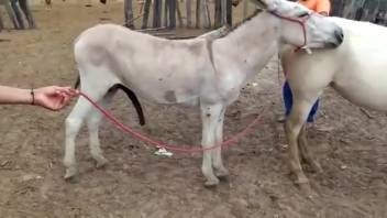 Ass screws a female horse in a perverse animal sex clip