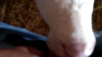 Dude decides to face-fuck a sexy cow in a POV video