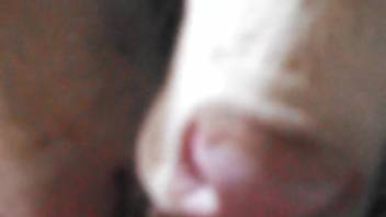 Guy receives an amazing oral pleasure from a highly tempting cow