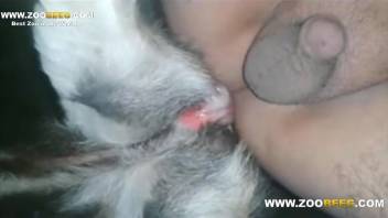 Anal sex encounter with a homosexual canine that enjoys buttocks