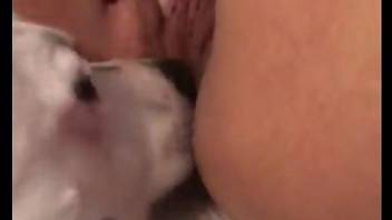 Wet pussy babe getting licked by a really kinky white dog