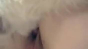 Blonde MILF in stockings gets ravaged by a well-hung dog