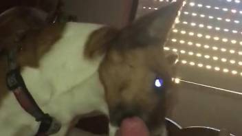 Hot penis getting pleasured in a POV dog BJ video