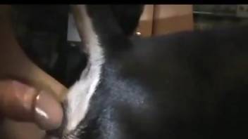 Dude fucking his dog's delicious pussy from behind