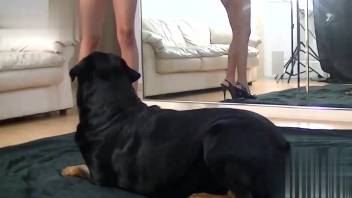Stiletto-clad babe taunting the drowsy pup