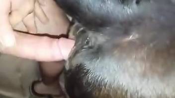 Brown animal fucked silly by a really horny dude
