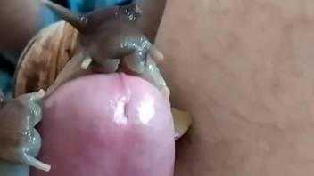 Guy with a pulsating dick receives satisfaction from snails