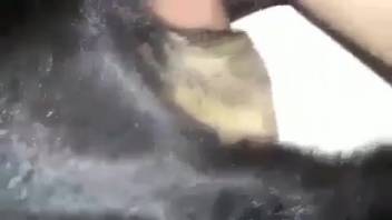 Guy with a stiff cock thrusting into a female dog's vagina