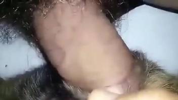 Hairy cock dude fucking a dog's pussy savagely