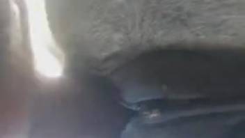 Intense sex scene with a super aroused guy and a wild creature