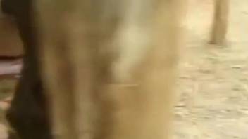 Excited vixen senses the whole horse cock in her damp orifices