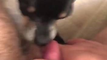 Www Com Sexy Dog - POV porn movie with passionate oral with a sexy dog