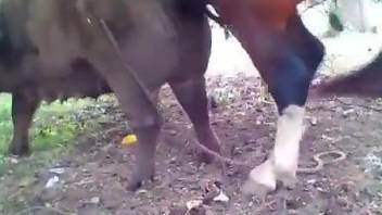 Stallion's hard cock ruins this mare's hot pussy
