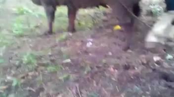 Stud's rigid dick demolishes this filly's steamy cunt