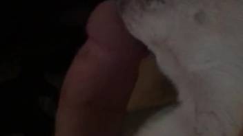 Guy's pulsating dick is tongued by a hot canine