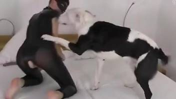 Leather-wearing sub getting fucked by a horny dog