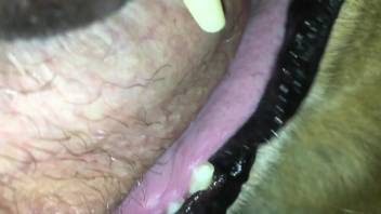 Dog licks owner's big dick and stimulates him properly