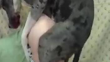 Chick in ripped jeans gets fucked from behind by a dog