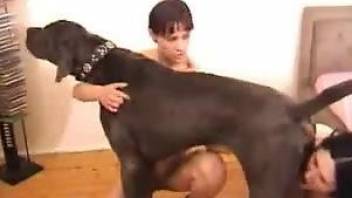Two hot sluts sharing a dog's yummy cock on camera