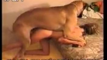 Chocolate-colored canine ravaging its master's narrow rear end