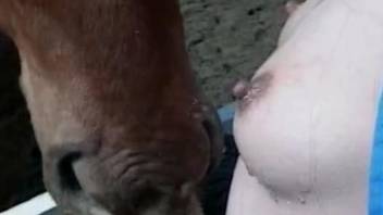 Well-endowed horse getting its dick jerked on camera