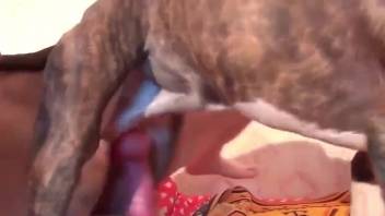 Erotic pleasure from amateur bestiality webcam session