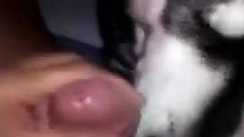 Dog suits master with cock licking and ball sniffing