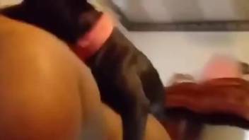 Close-up fucking with a really horny yet small doggo