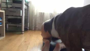Spouse gets hammered by the pooch while her husband is away