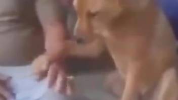 Dude jerking a dog's cock in the most discreet way imaginable