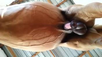 Stallion dick being stroked by a friendly animal-loving guy