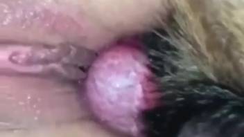 Rosy cunt bestiality fan inverted by a canine cock