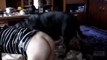 Curvy ginger-haired woman is pounded by a dark dog on webcam