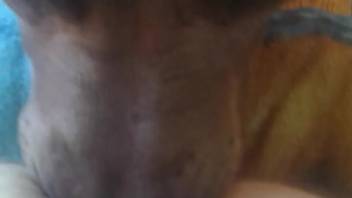 Canine laps at female's clitoris and vagina impeccably