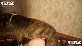Redheaded housemaid seduced by the family pet