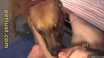 Homosexual animal enthusiast man savoring genital rubbing and oral sex on a penis.