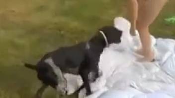 Sexy lady blows the canine's cock in super messy style