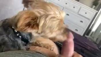 Aroused guy relishes his fluffy pet tonguing his cock in that manner