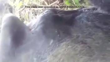 Homemade clips of a guy intensely penetrating a mare