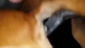Homemade canine bestiality webcam video featuring a guy intending to screw the dog