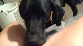 Bald pussy of an aroused bestiality lover being tongued