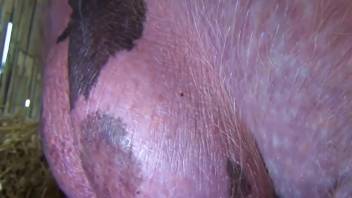 Hog with a impressive cock is ready to screw this whore