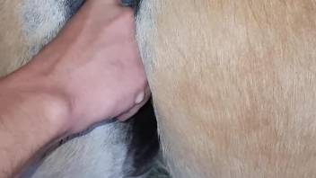 Man finger fucks horse's vagina before fucking the animal