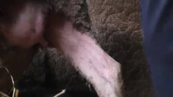 Sheep's vagina being pounded by an extremely aroused guy